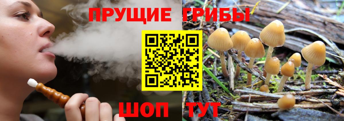 Галлюциногенные грибы Psilocybine cubensis Кушва